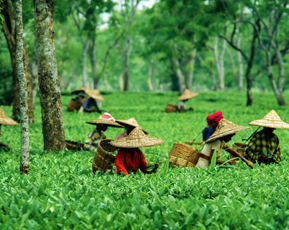 Assam Tour Package